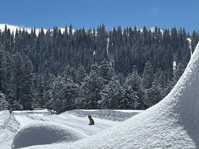 Quinn's Eco Corner - Winter Preparations in the Neighborhood