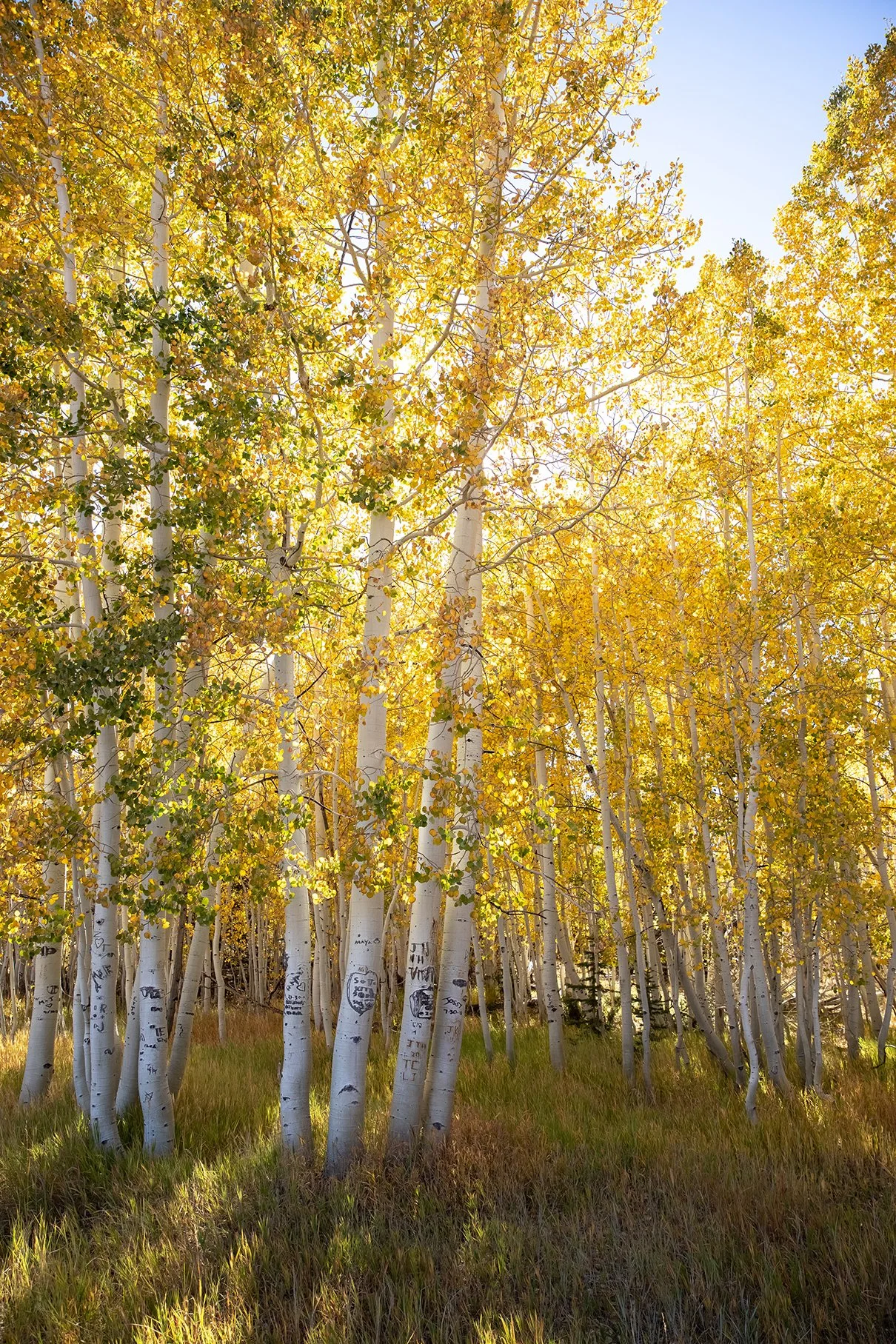 Quinn's Eco Corner - Quaking Aspens: Life and Legends Among the Leaves