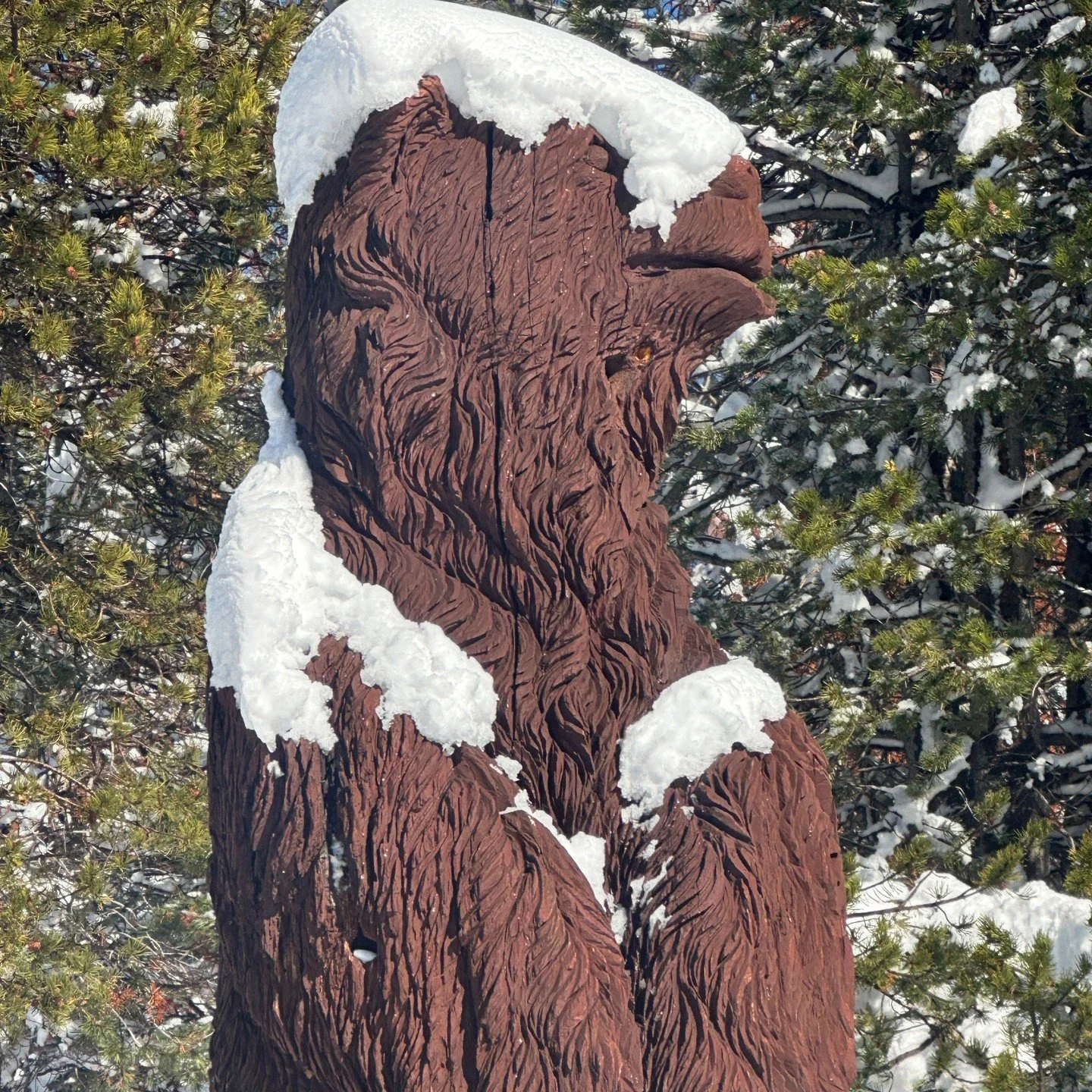 It's starting to look like winter in Bear Valley. We recently received 14 inches of fresh snow and have done some research (aka classic ski touring in the meadow). At this time, we still need a little more snow to groom and open trails. At this time,