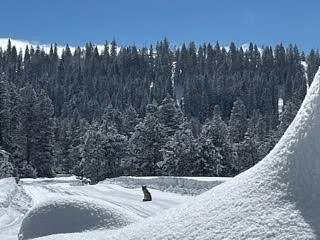 Quinn's Eco Corner - Neighborhood Residents: The Coyote
