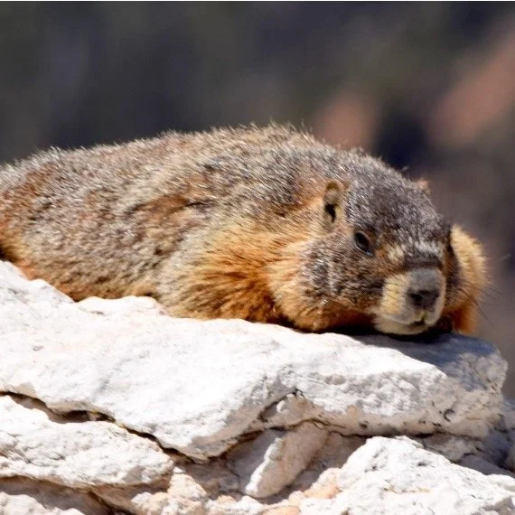 Check out the new Adventure Blog installment in Quinn&rsquo;s Eco Corner, focusing on the life cycles of the Yellow Bellied Marmot.

As a late season snow storm works its way across the Sierra (Awesome April?), I'm reminded of the small, furry weathe