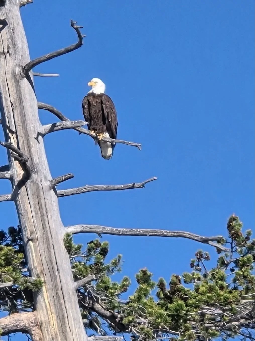 Nice day in May at Lake Alpine.  Summer has begun in Bear Valley.  Thanks for sharing Ron S. 👊
