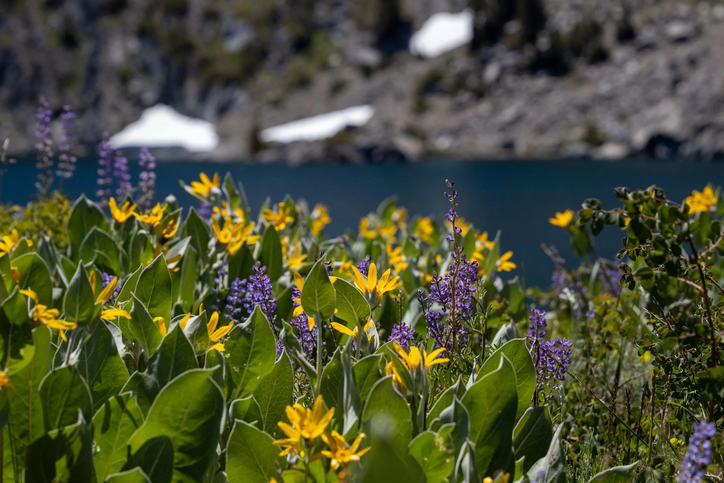 Hike with a Ranger: Wildflowers