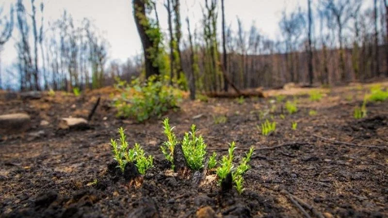 Hike with a Ranger: Wildfires