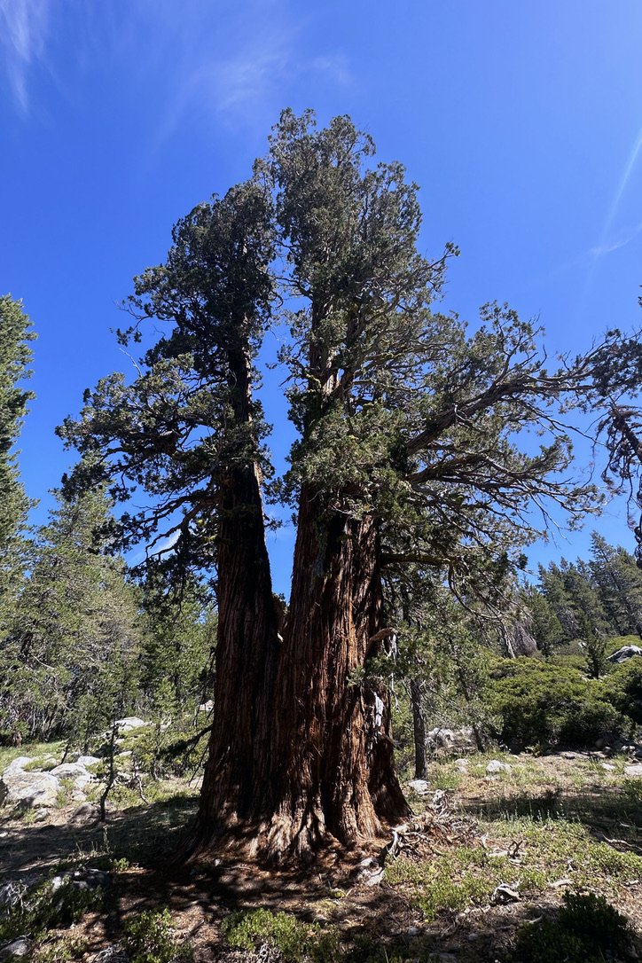 Hike with a Ranger: Trees