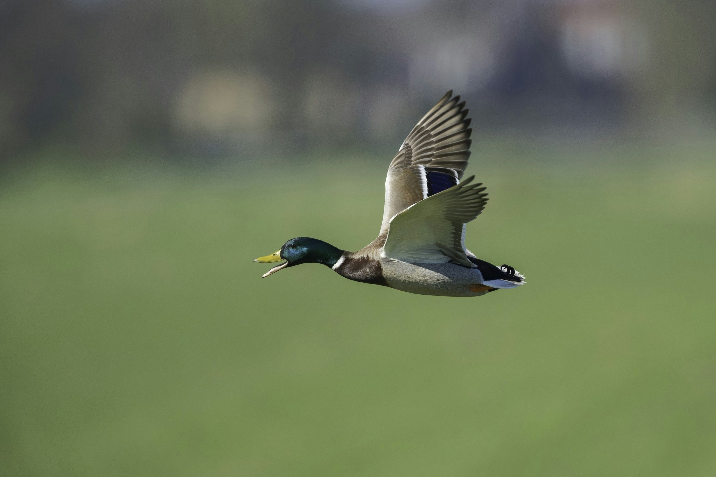 Hike with a Ranger: Birds
