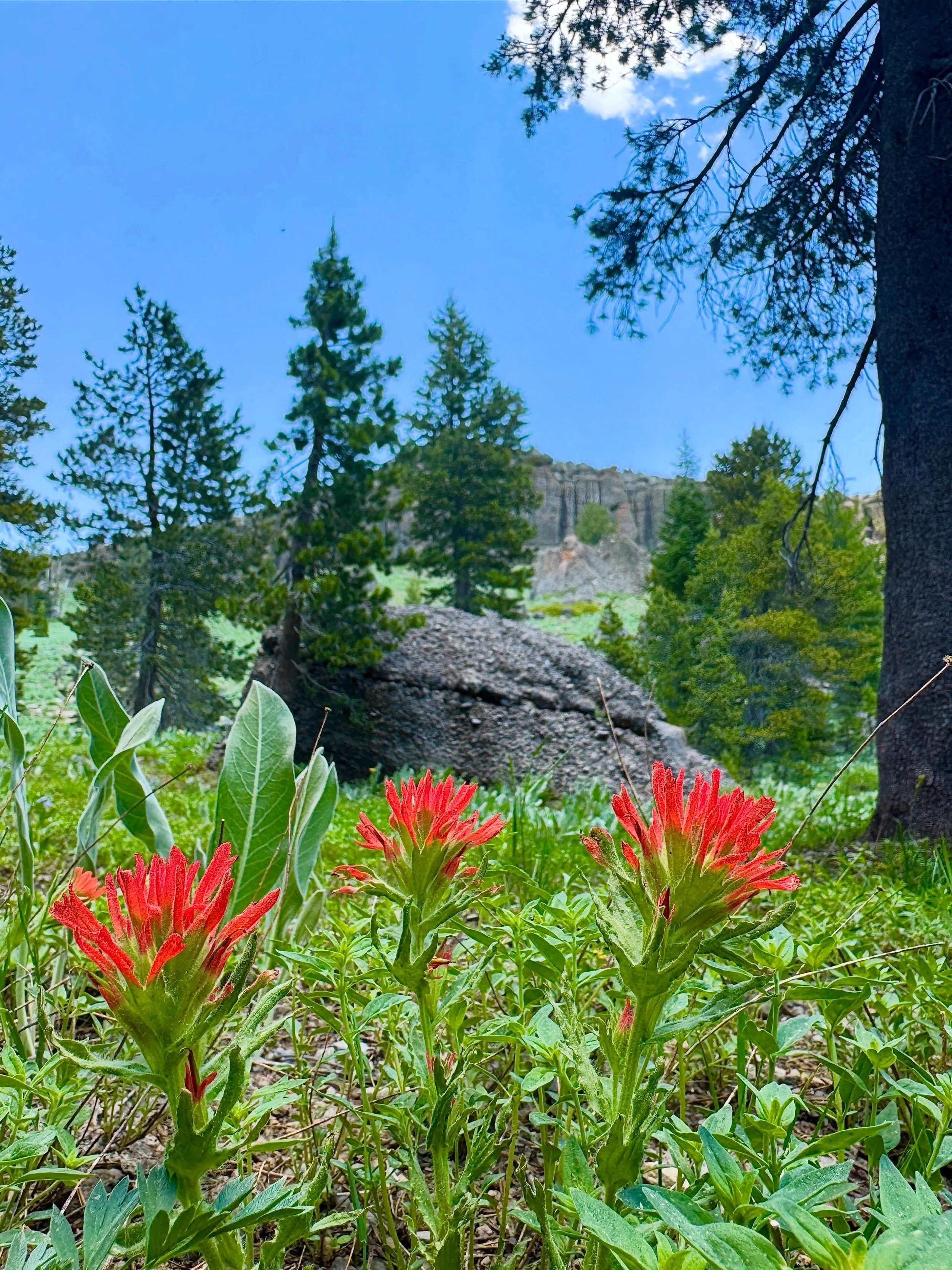 It&rsquo;s the perfect time to hit the trails here in Bear Valley! The wildflowers are vibrant and at their peak. Want to learn more about wildflowers and how to identify them? Join us on June 28th for our first hike in our Hike with a Ranger series!