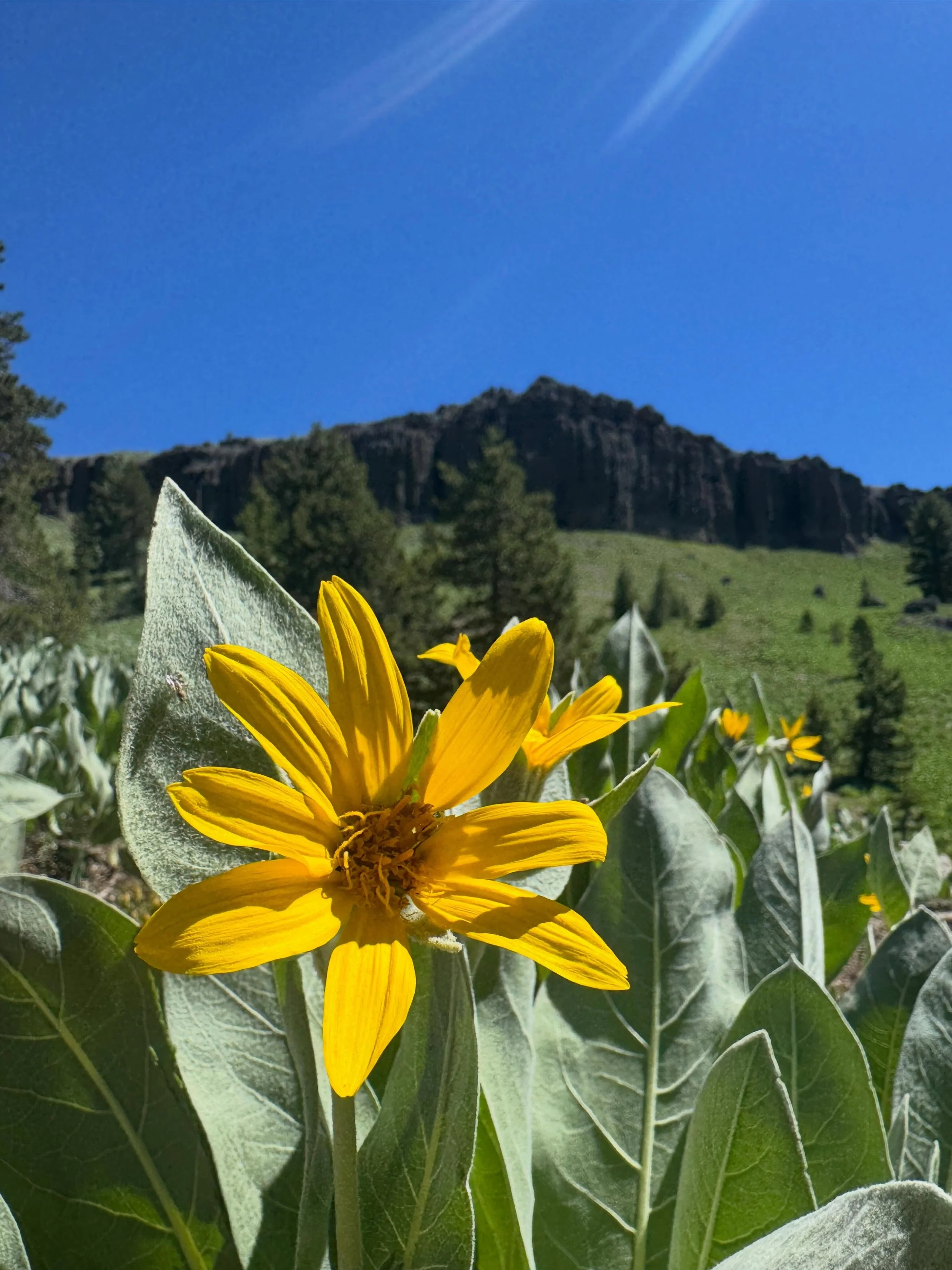 If you&rsquo;ve visited the Sierra, you&rsquo;ve probably seen the vibrant yellow flowers and the soft, velvety leaves of the Woolly Mule&rsquo;s Ear. Growing abundantly in the village and in exposed hillsides along trails, the deep taproot and exten