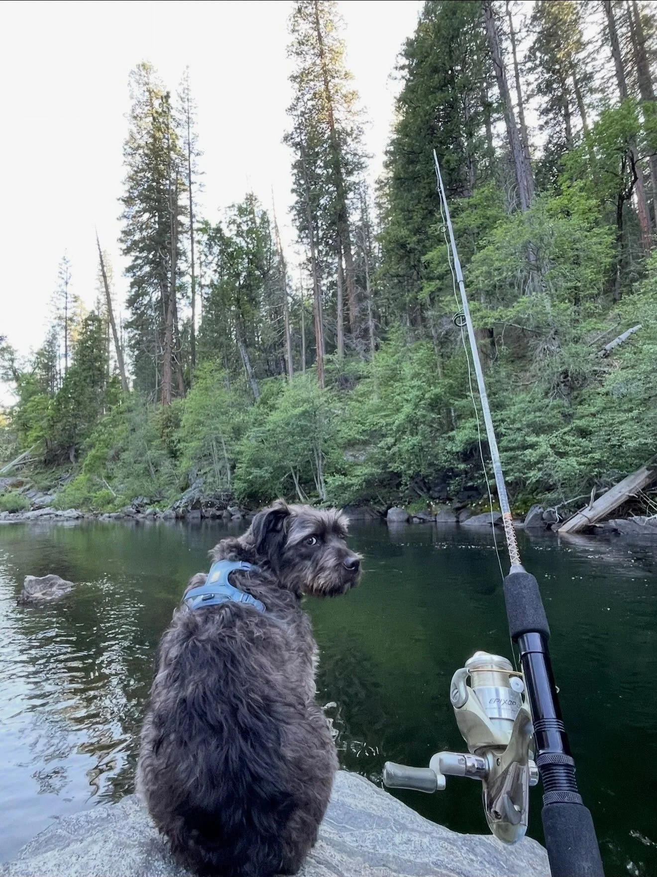 Rivers and lakes in the Sierra are peaceful getaways and great for many activities, including fishing. Obtain your California fishing license online (required for everyone 16 or older) and stop by our store for bait and other fishing supplies. #bearv