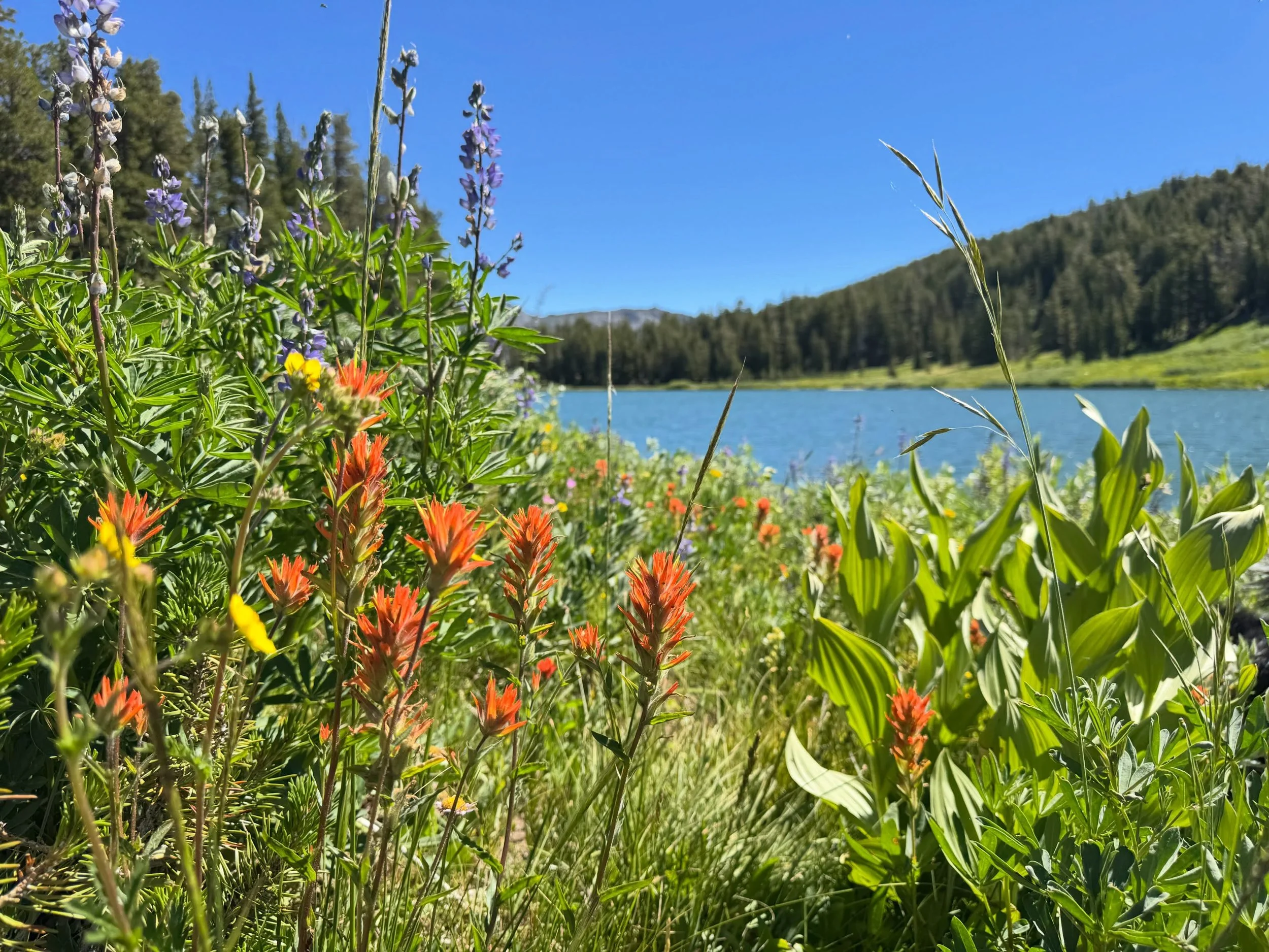 Escape the heat and explore the High Sierra! Wildflowers are just getting started at Highland Lakes. #bearvalley #sierranevada #stanislausnationalforest

What wildflowers do you see in this photo? #wildflowersofinstagram
