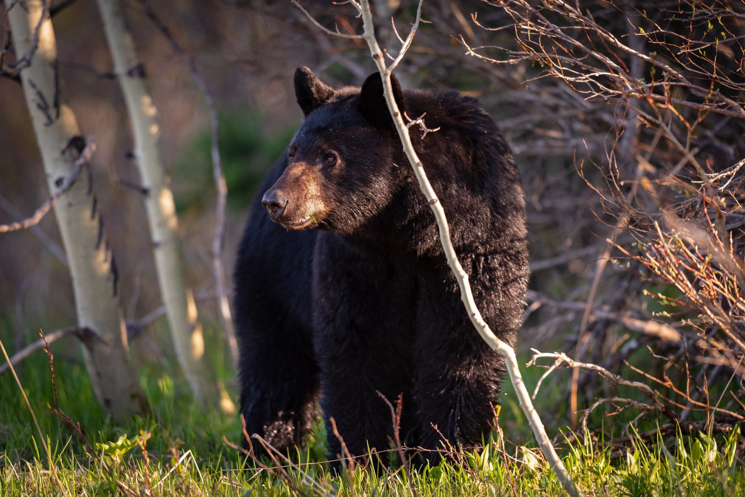 Interested in learning more about our furry friends that call the Sierra home? Join us this Sunday, August 2nd, and learn more about mammals on a guided hike. More info can be found on the events tab at the link in our bio. #bearvalley #sierranevada