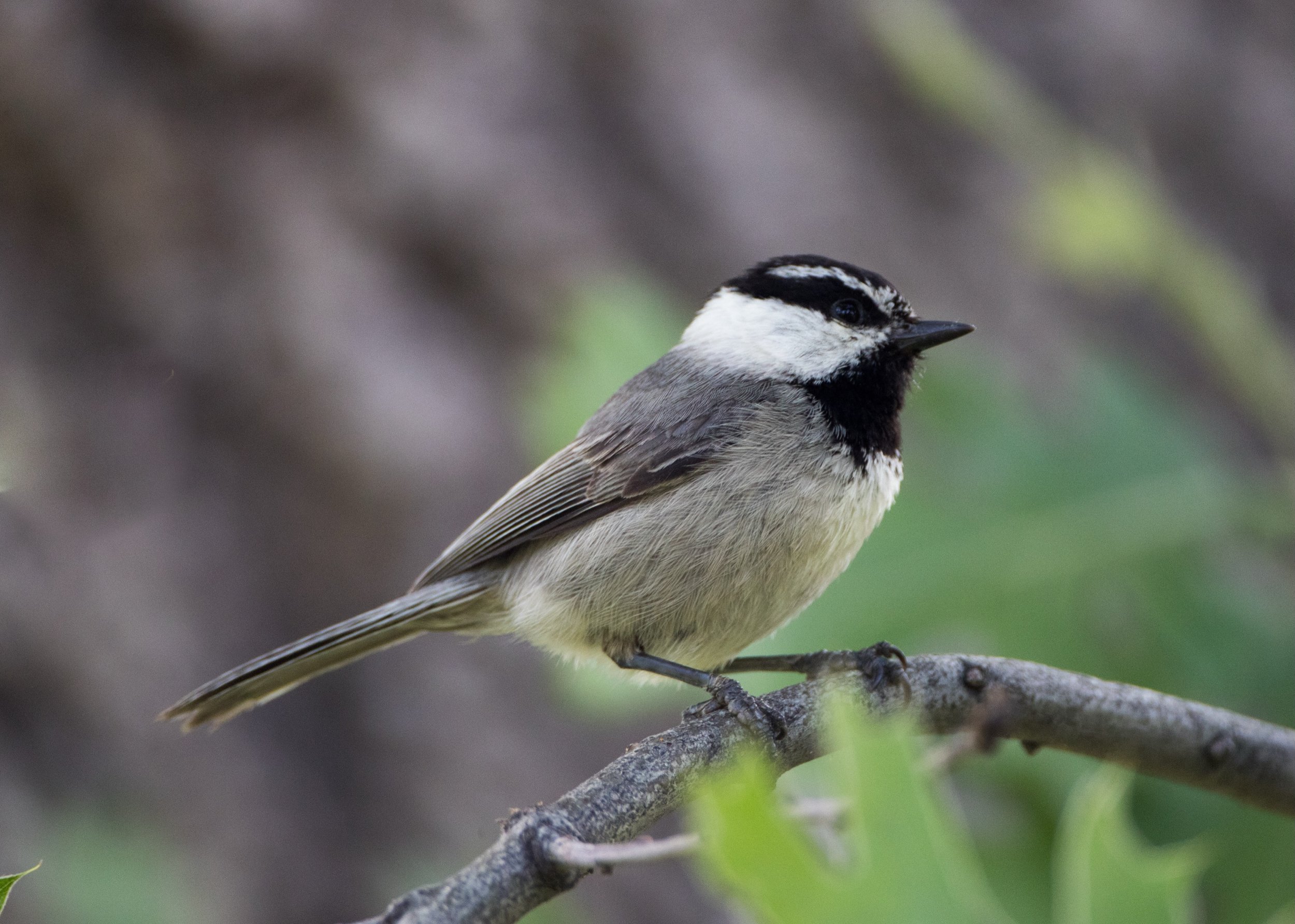 Home to hundreds of species of birds, the Sierra Nevada is a birder&rsquo;s paradise. Join us on Sunday, August 2nd, and learn more about birds on a guided hike. More information can be found under the events tab at the link in our bio. #bearvalley #