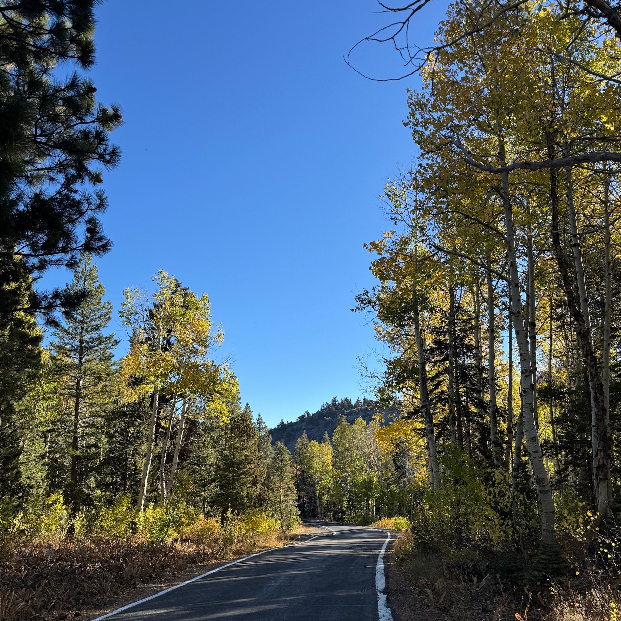 Happy first day of fall! Spots of yellow are just starting to appear on the aspens. Check out our webcam to watch the trees change throughout the season! 🍂 #bearvalley #sierranevada #quakingaspen #fall