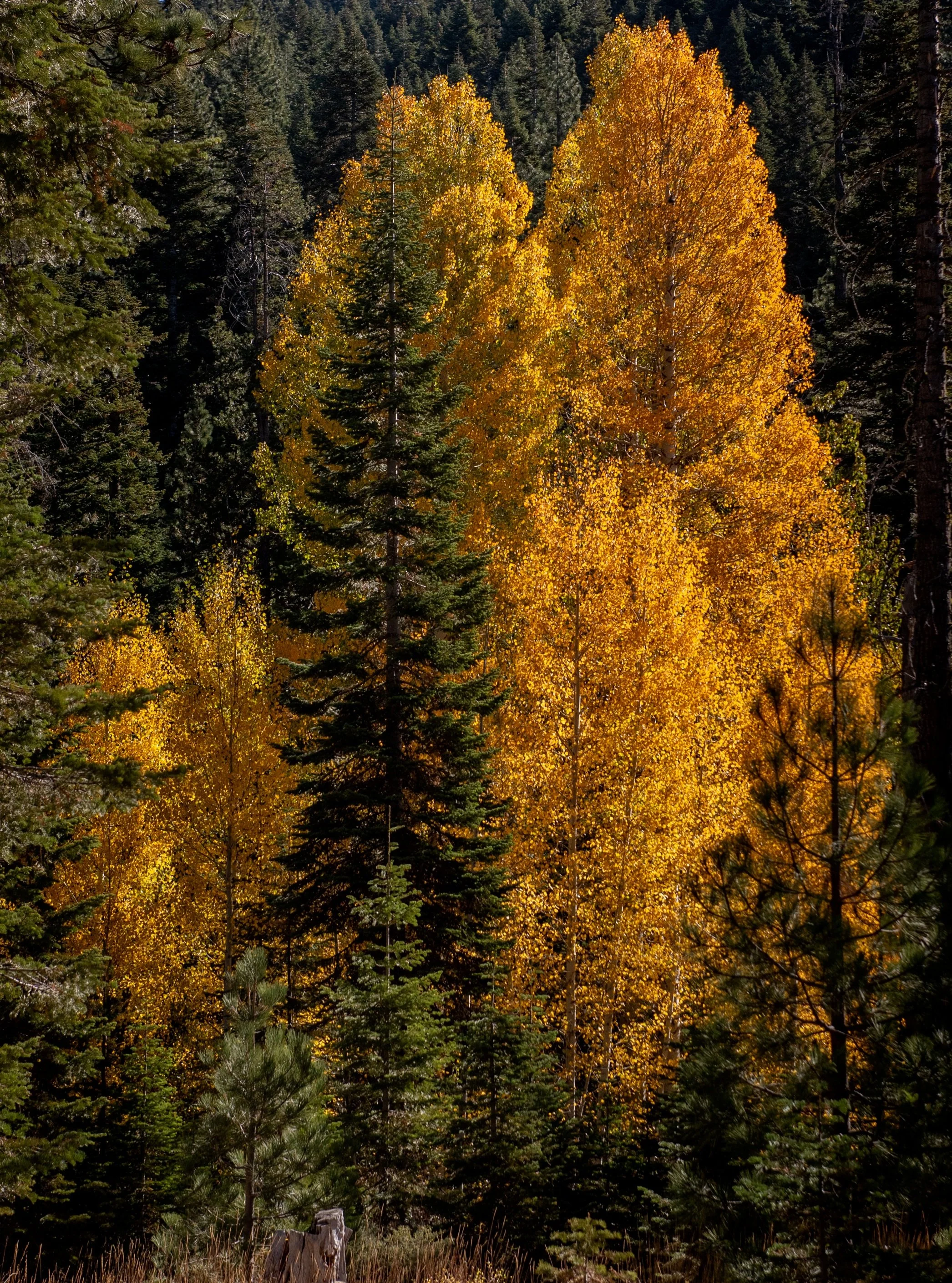 Fall colors are in full swing in the Sierra! Construction is done for the season on Highway 4, so now is the perfect time to take a drive over the pass, hit the mountain biking trails, or venture out on a hike. #bearvalley #sierranevada #fall #fallsc