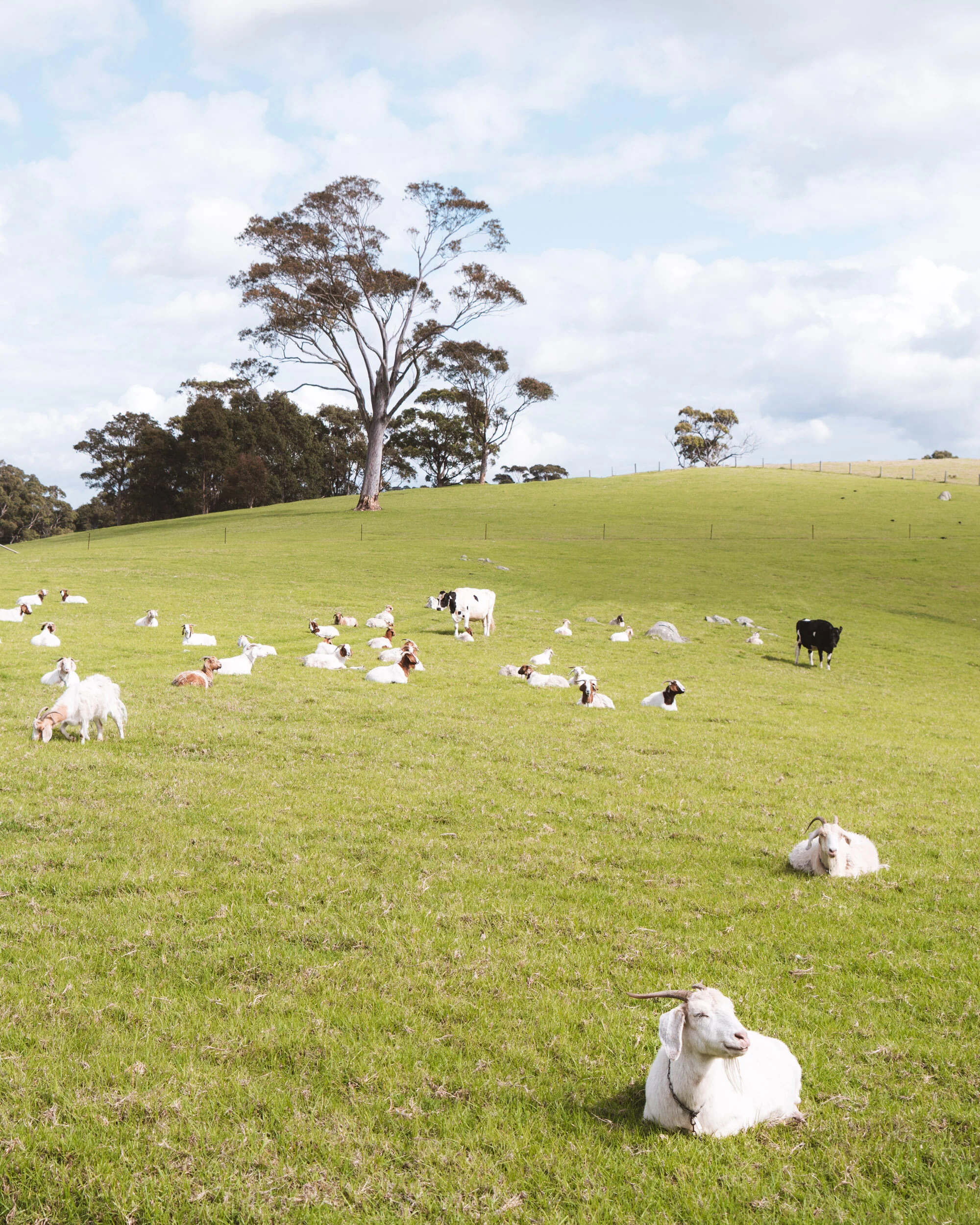 Goats relaxing in the field.