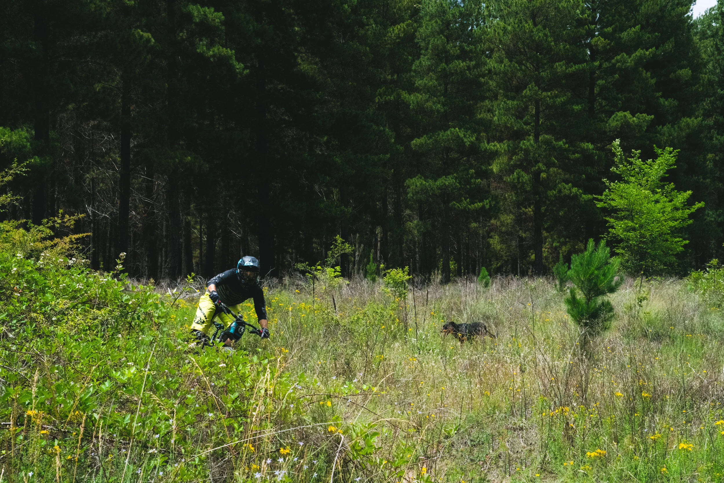 In amongst the long grass at Tuggeranong Pines.