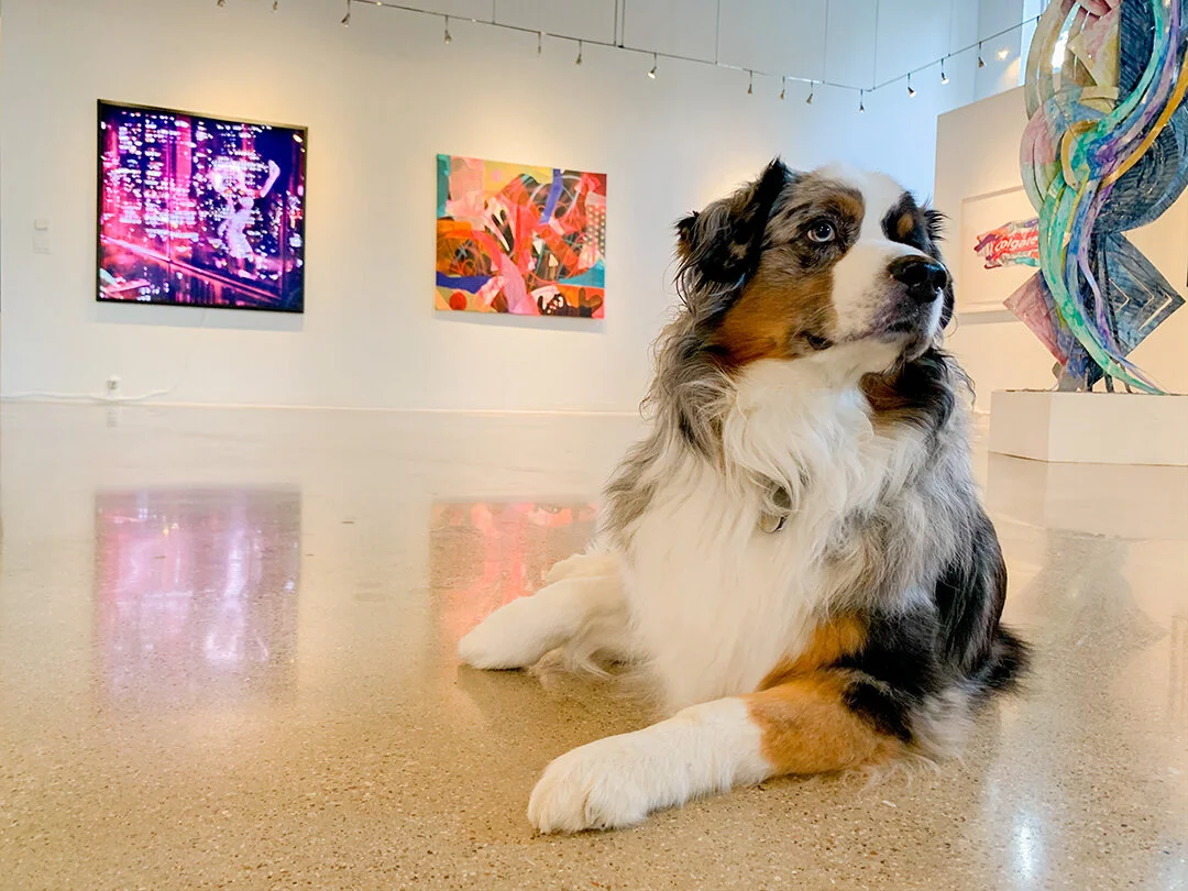 IMG_7958.JPGRainbow the Gallery Dog