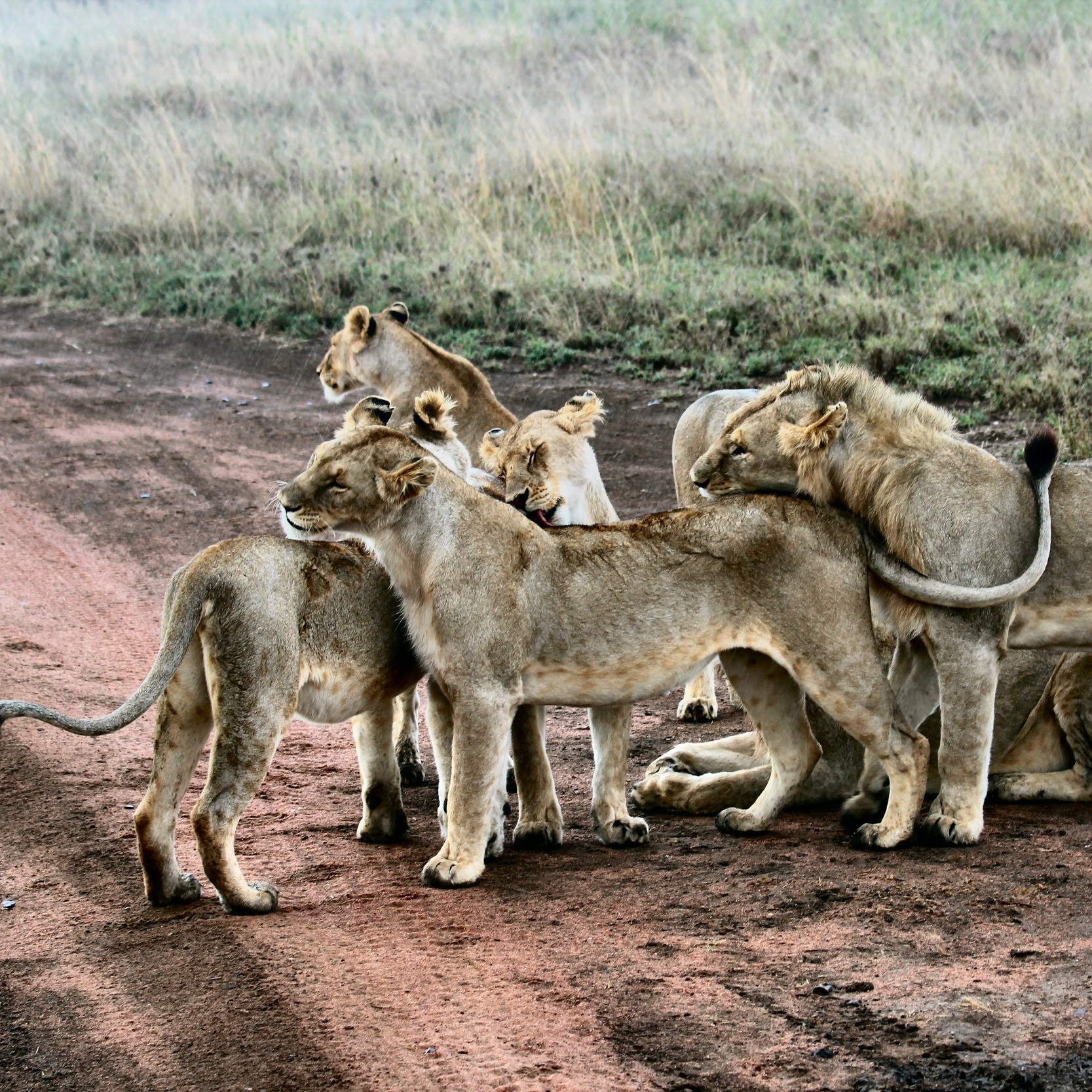 Safari and Wild Life