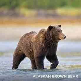 7 Night Path of the Brown Bear
