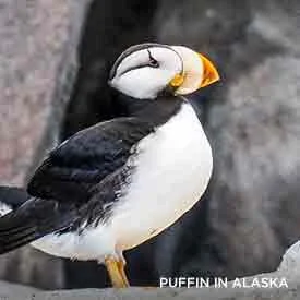 7 Night Puffins to Birds of Prey