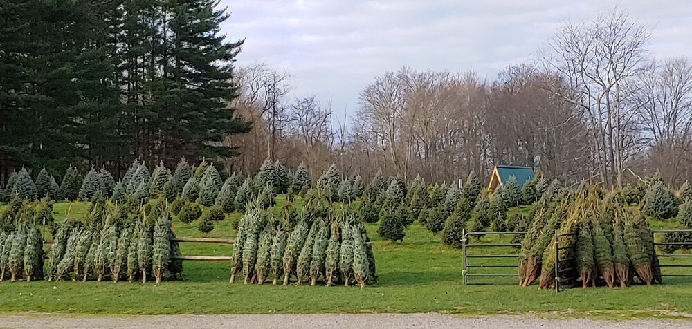 Christmas tree farm.jpg