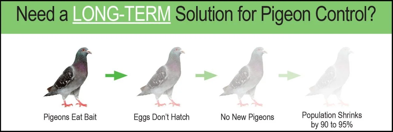 long-term-solution-pigeon-control.jpg