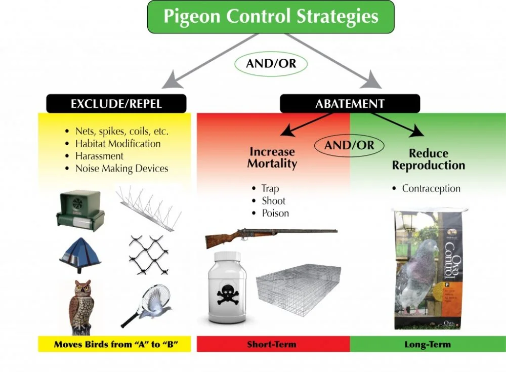 pigeon-control-strategies-en.jpg