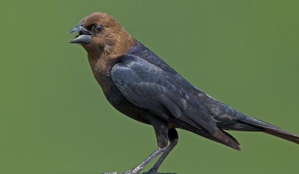 Brown-headed Cowbird