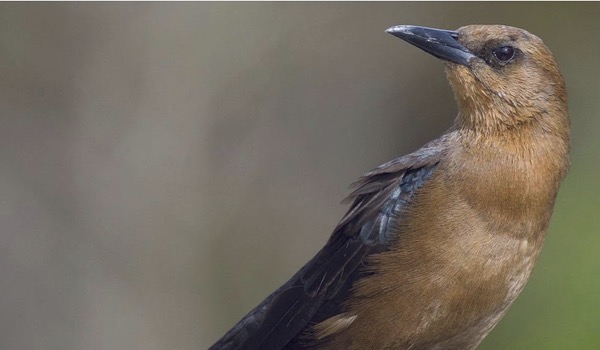 Boat-tailed Grackle