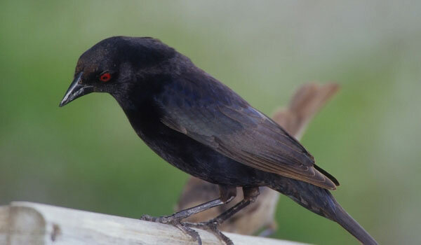 Bronzed Cowbird