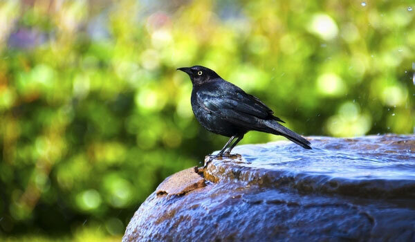 Brewers Blackbird