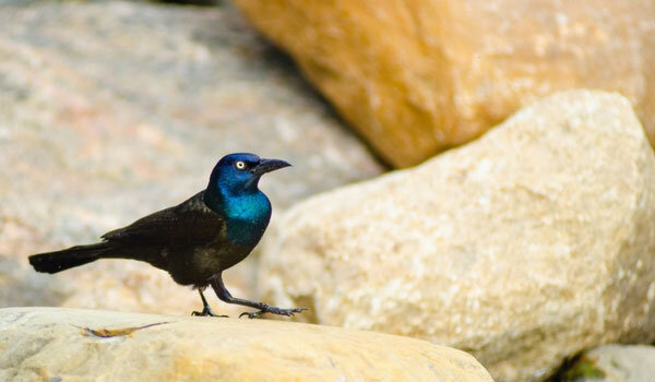 Common Grackle