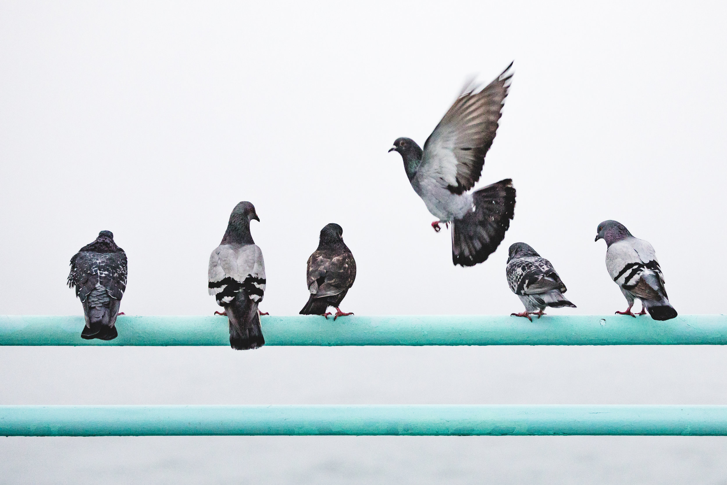 How fast do pigeons reproduce?