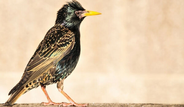 European Starling