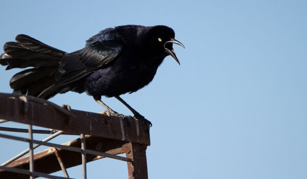 Great-tailed Grackle