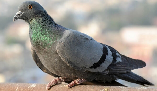 Rock Dove or Feral Pigeon