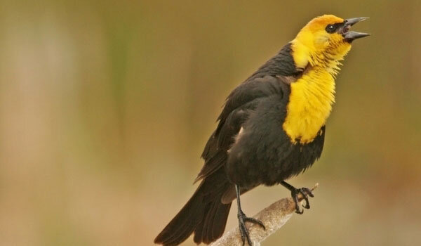 Yellow-headed Blackbird