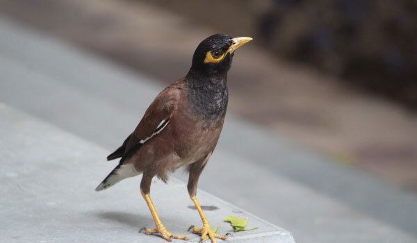 Common Myna