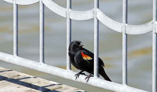 Red-winged Blackbird