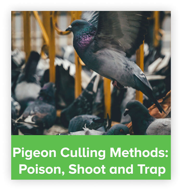 A Guide to Pigeon Culling Methods: Poison, Shoot, Trap