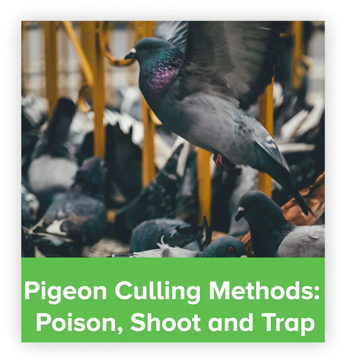 Pigeon Trapping