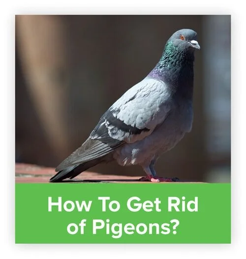 How to get rid of pigeons - pigeon repellent