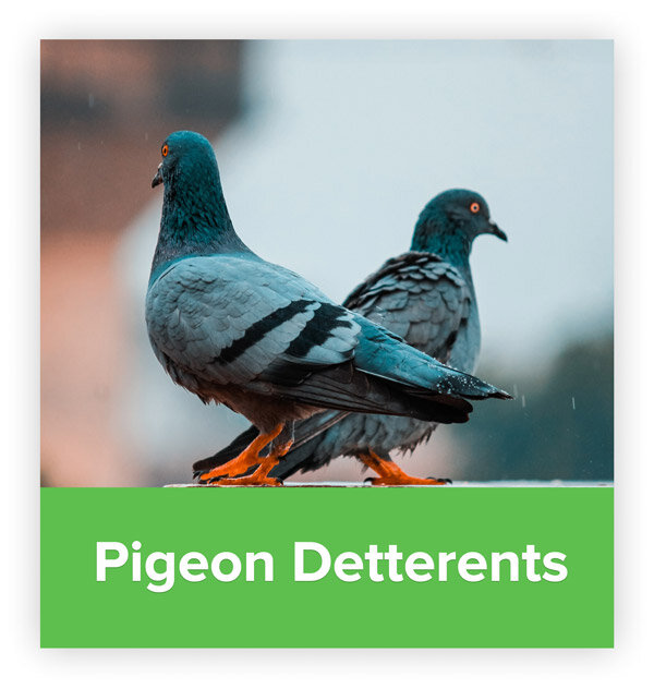 How to get rid of pigeons - pigeon deterrents