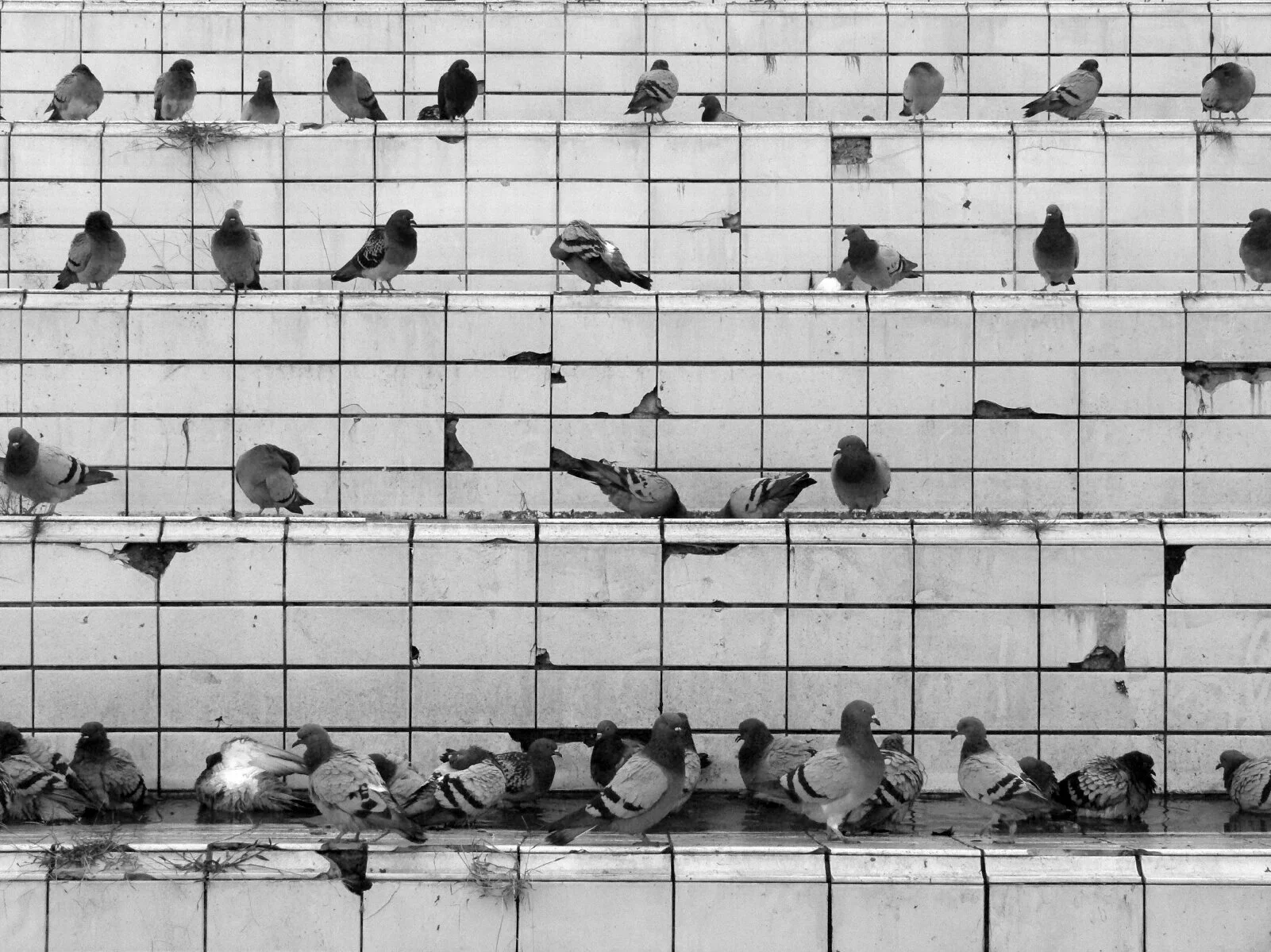 hotel+pigeons+on+white+tile.jpg