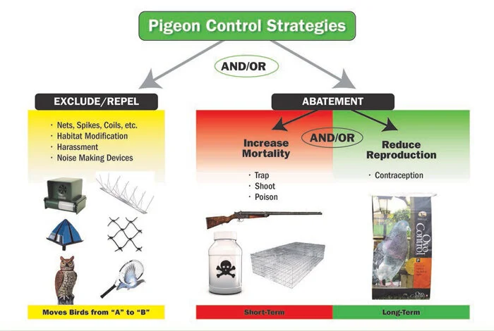 How to Keep Pigeons off Balcony? Proven Strategies