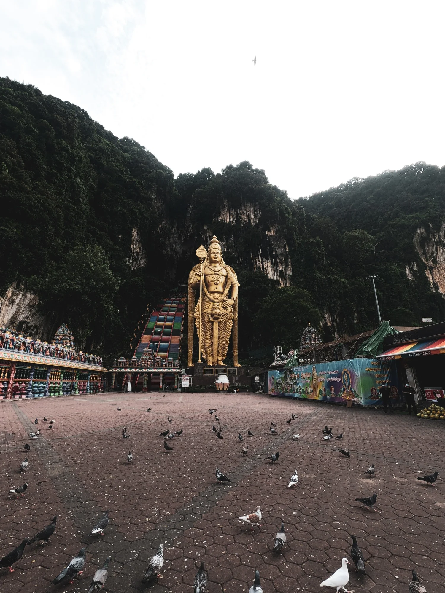 Bird Problems in Singapore: Effective Solutions to Save Your Space
