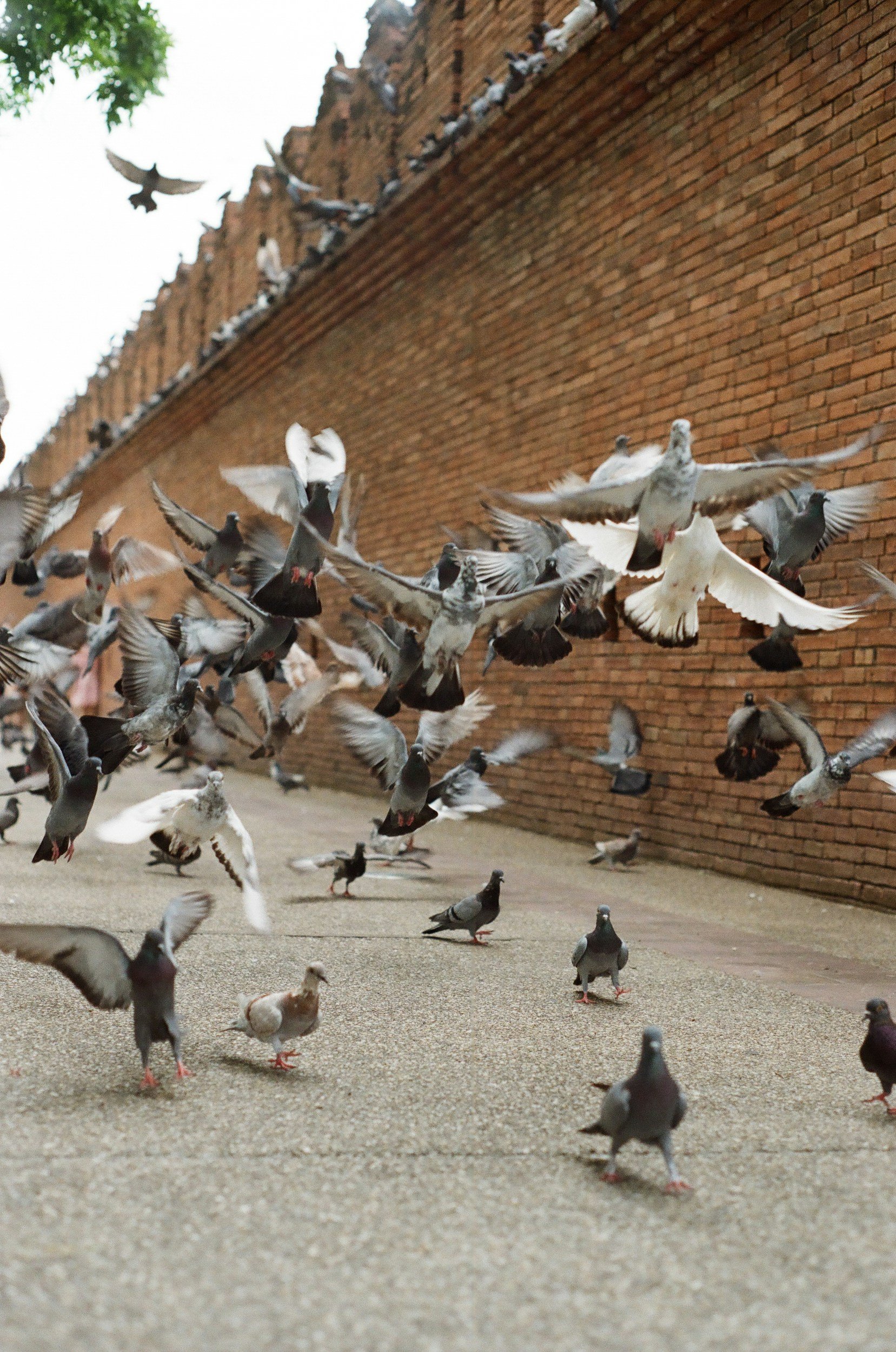 What's Blocking Humane Pigeon Control in the UK?