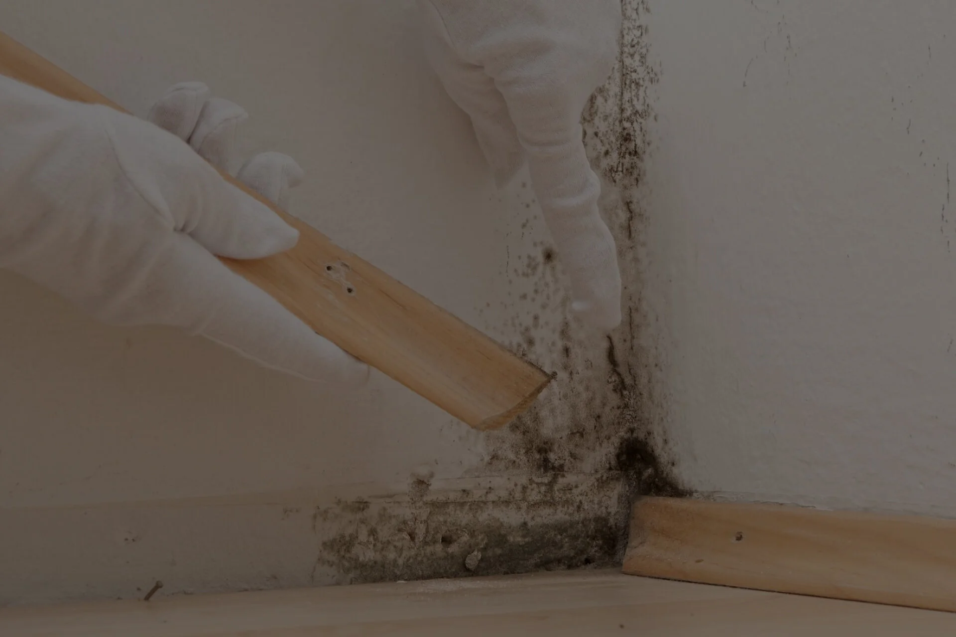 Mold-dark.jpg