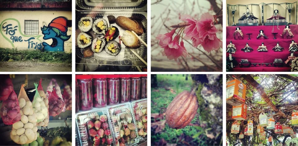 
Festival del Cerezo 2013  