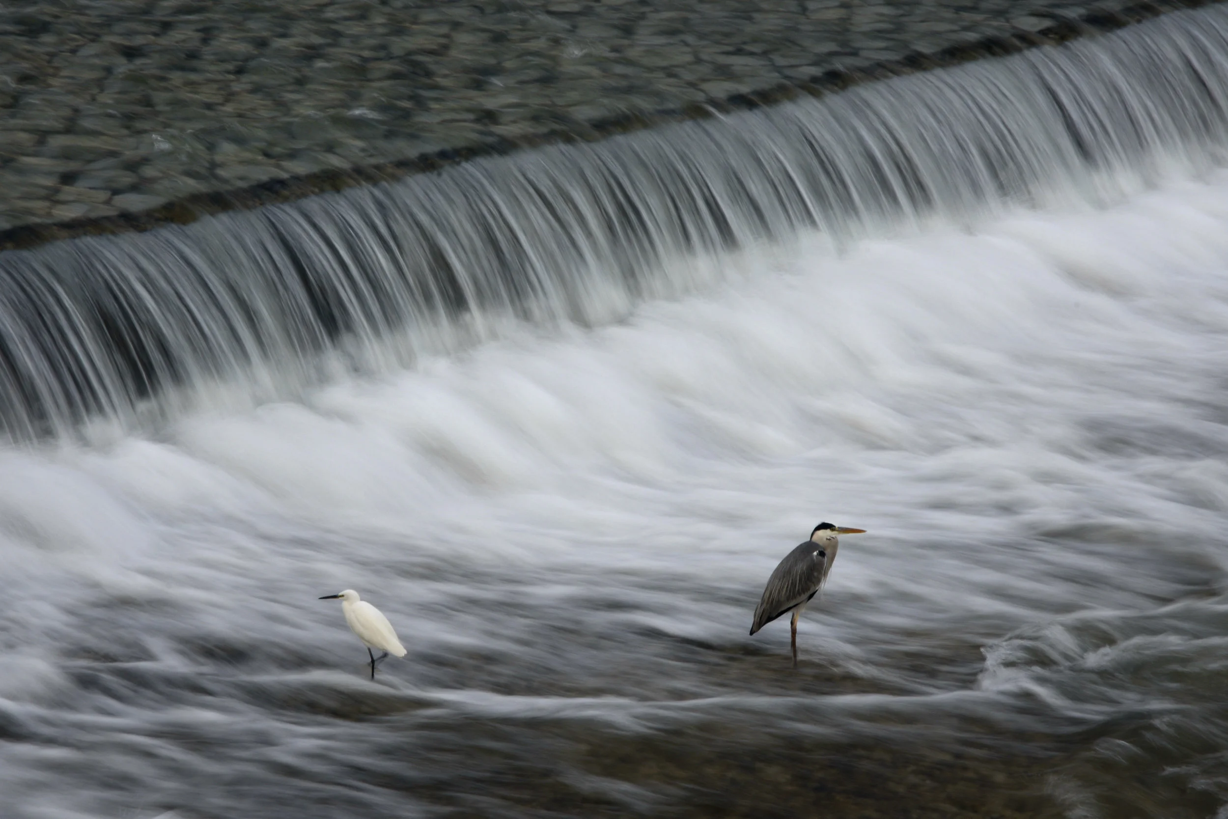 _DSC8579.JPG